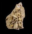 Exquisite Miniature Ammonite Fossil Cluster - France #31766-2